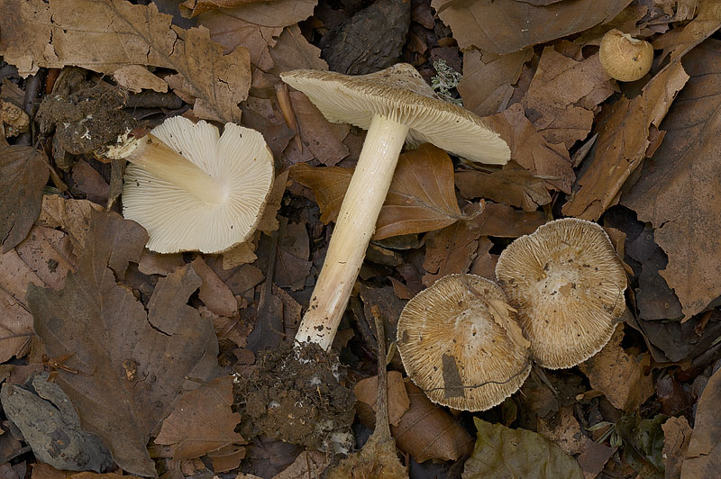 Pseudosperma obsoletum